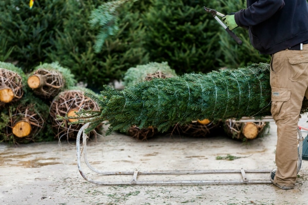 Christmas Trees Sold on Amazon